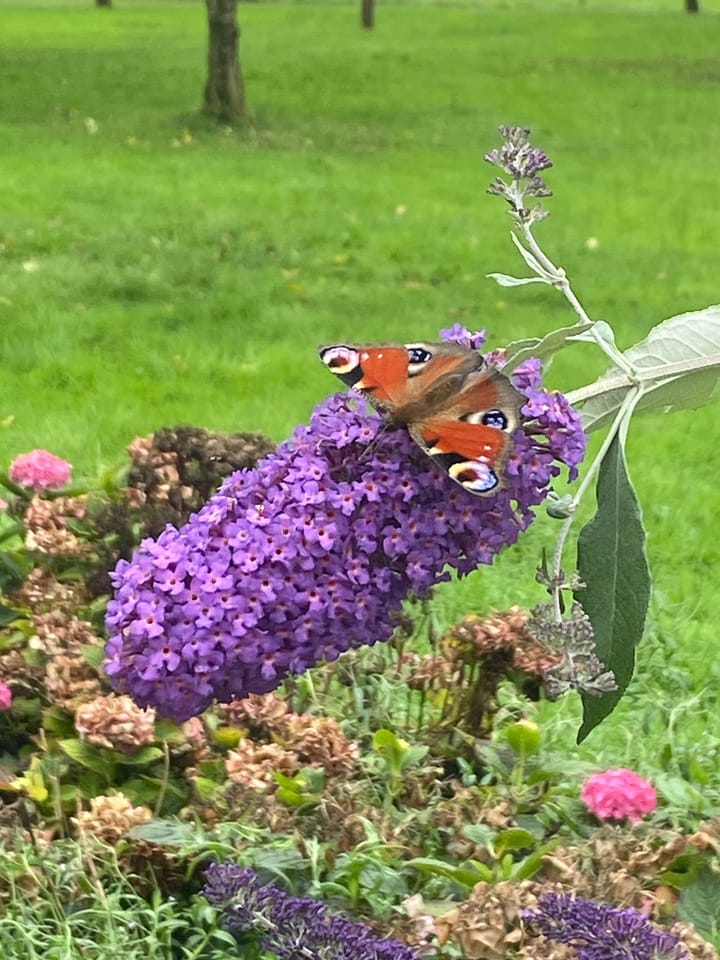 Foto 98 van Veluwsedijk 23