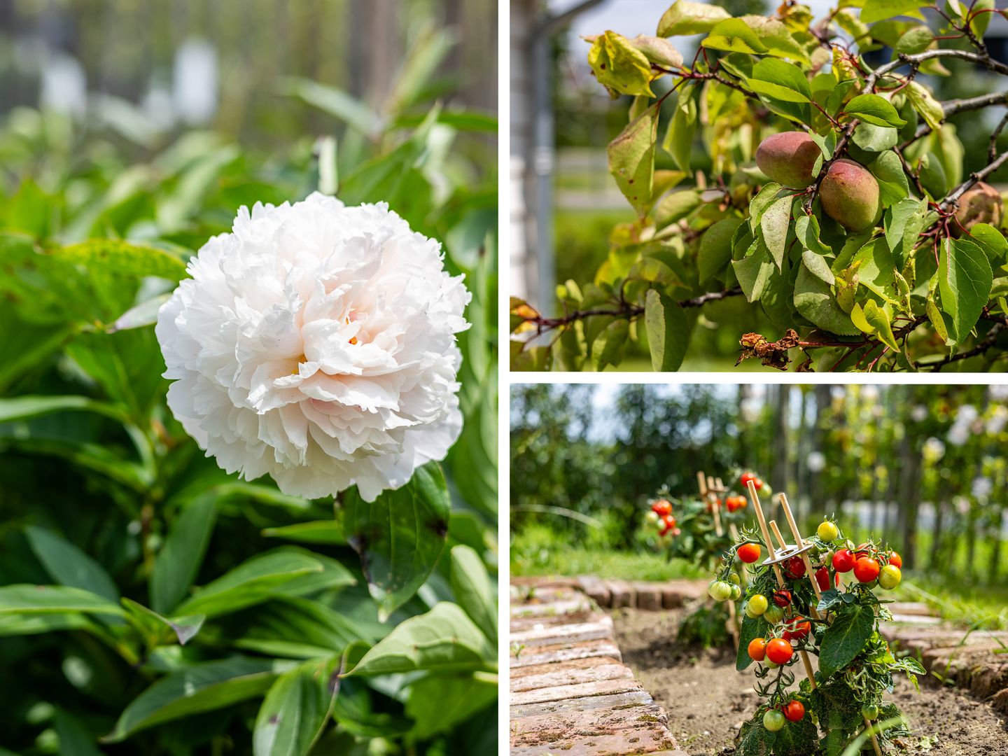 Foto 44 van Berghegelaan 16