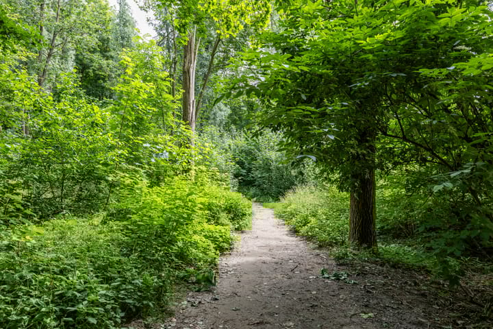 Foto 55 van Het Roege Bos 11