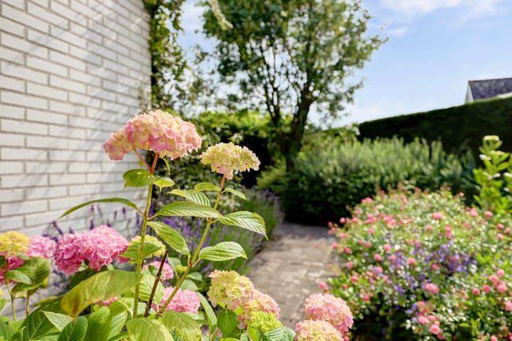 Foto 37 van Duizendblad 11