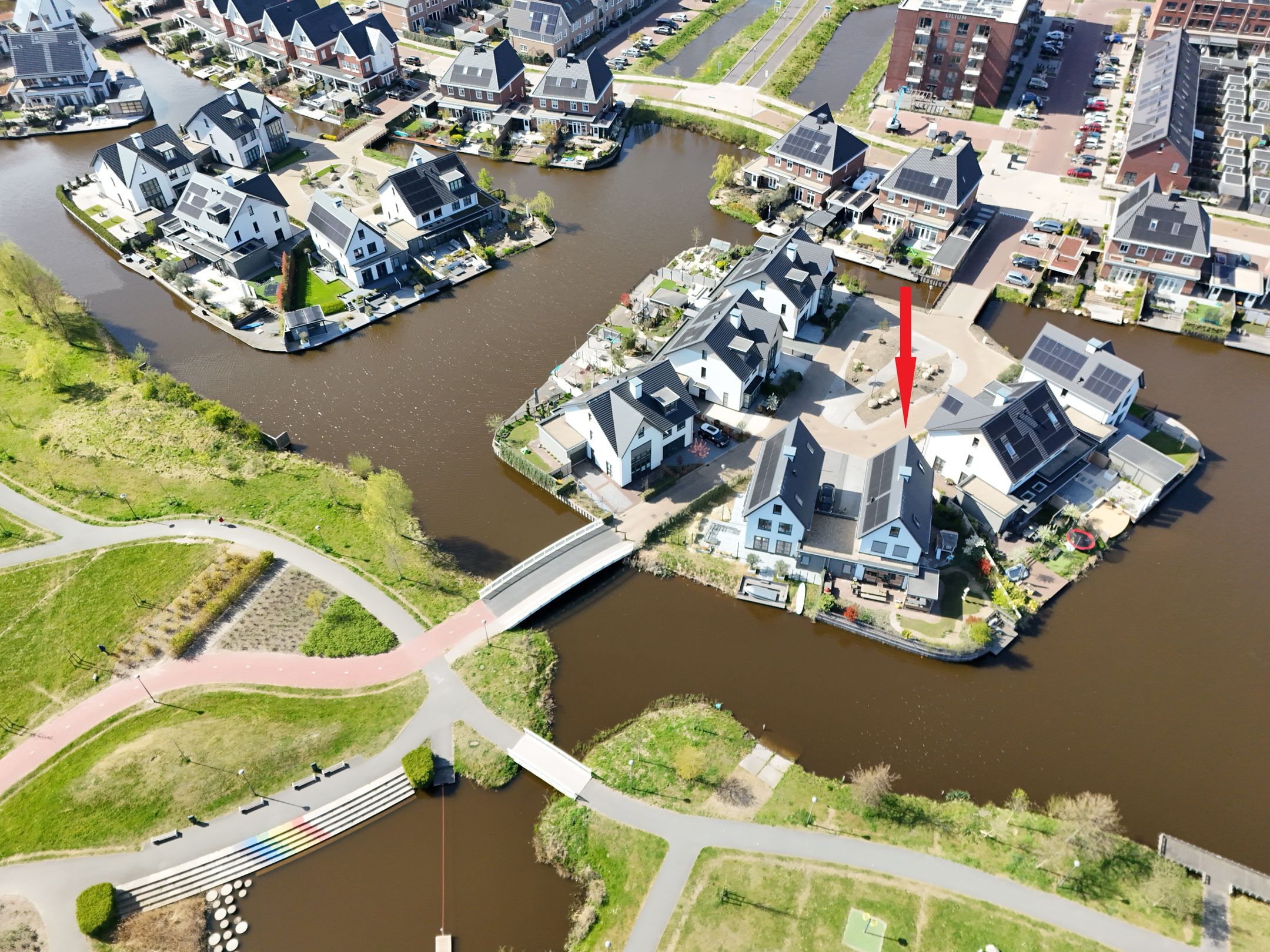 Foto 63 van Allium 8