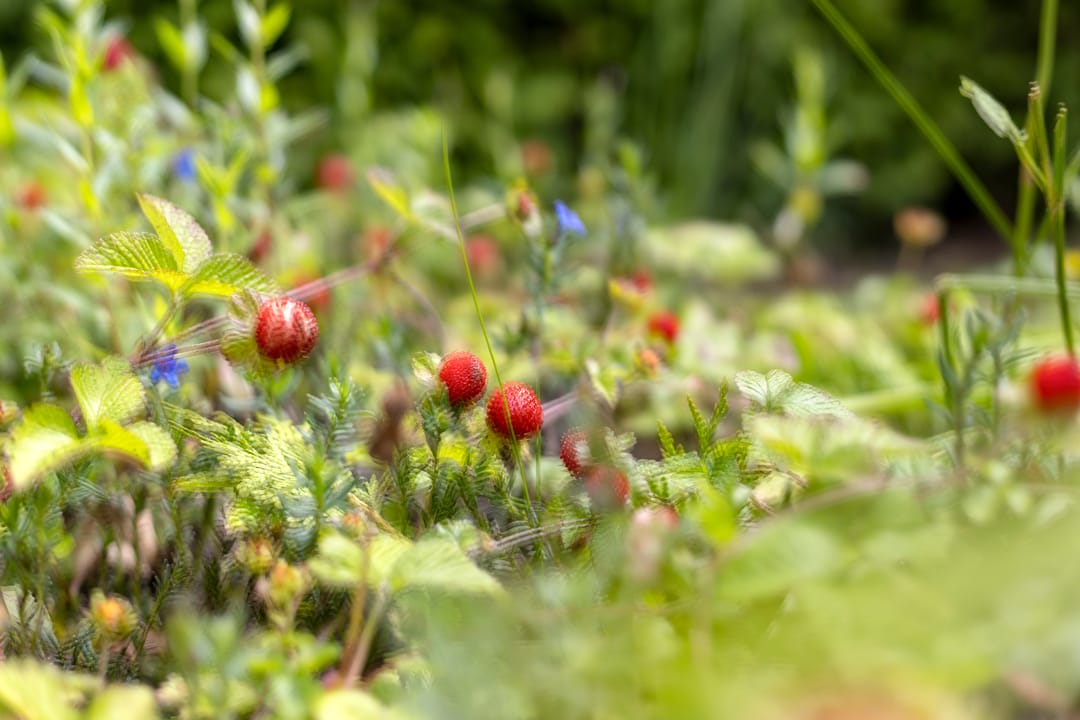 Photo 31 of De Patrijs 19