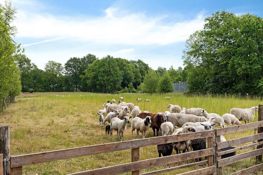 Photo 47 of Oelenboom 7