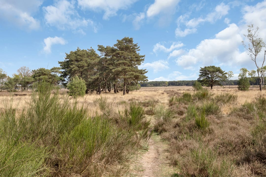 Photo 31 of Van Nijenrodestraat 32