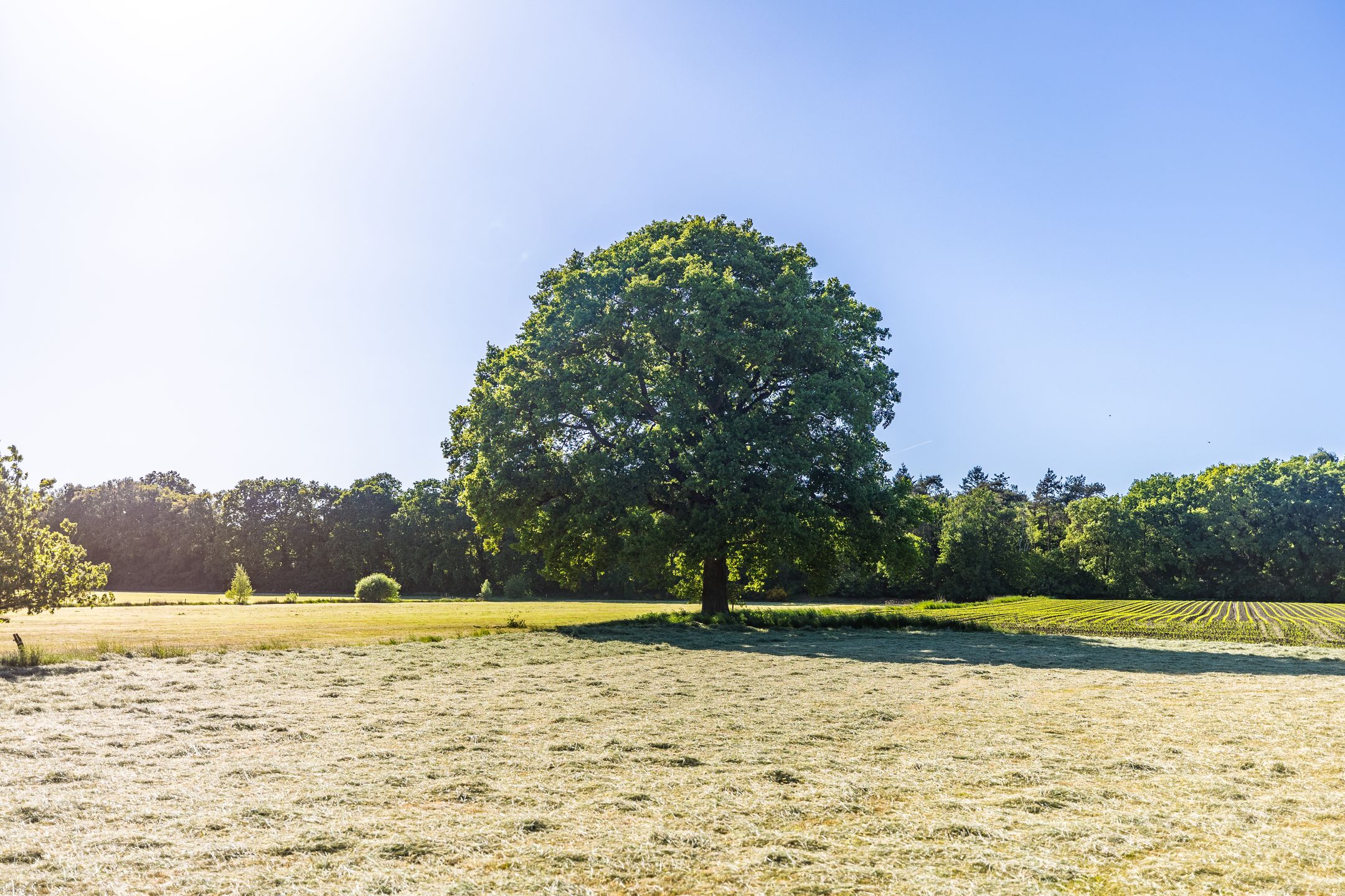 Foto 30 van Hogestraat 3