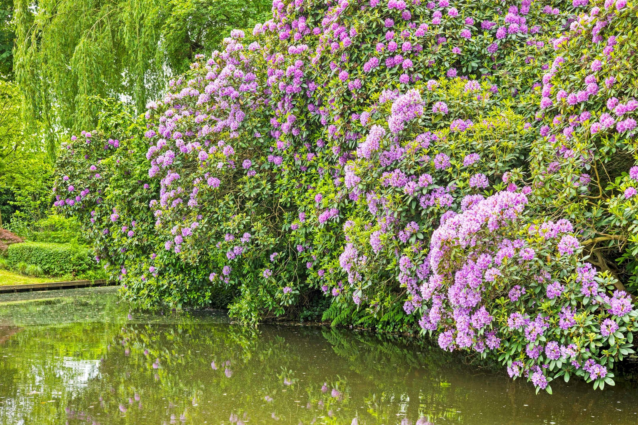 Foto 66 van Achttienhontpad 4