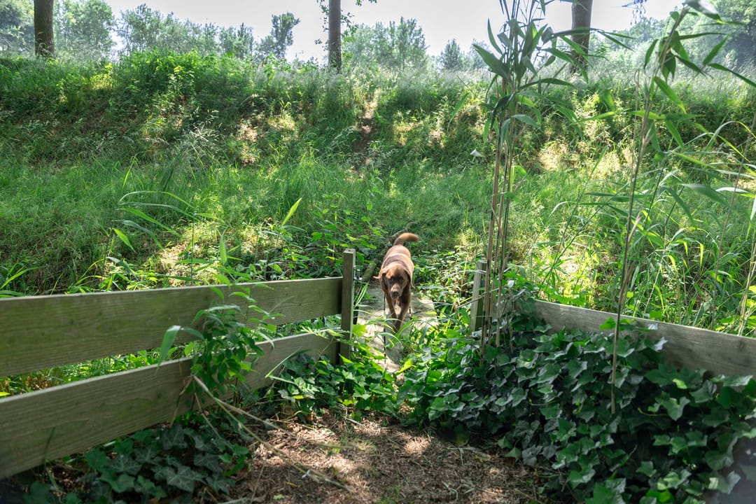 Foto 56 van Scheggertdijk 84