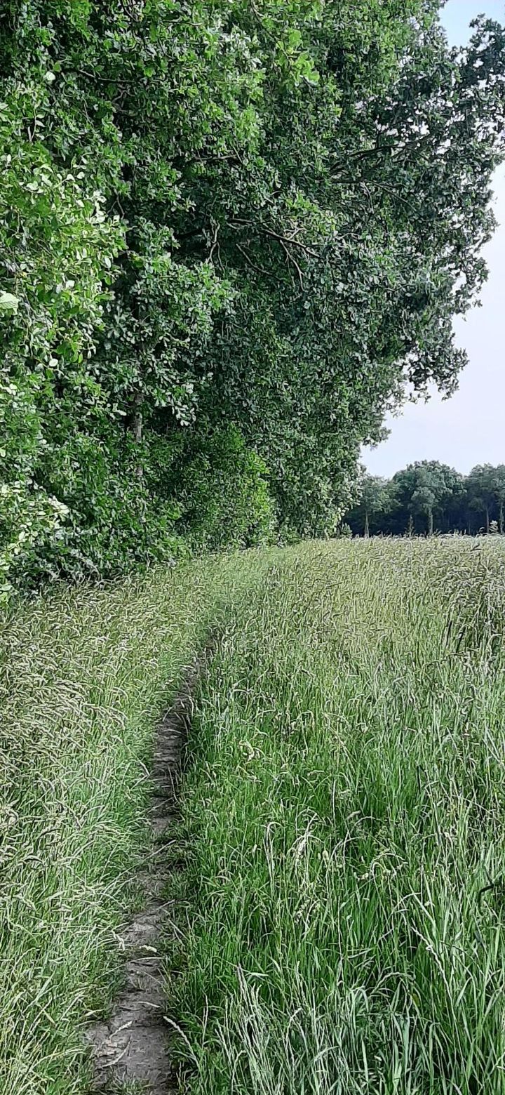 Photo 52 of De Viermaster 22