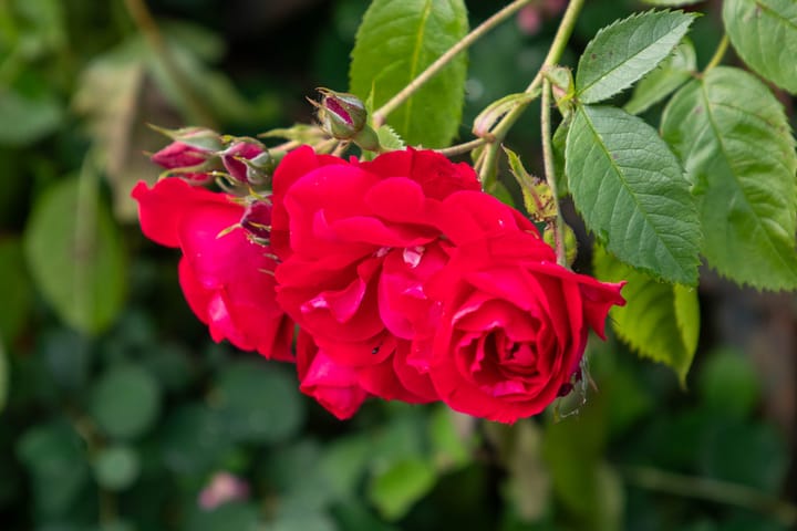 Foto 16 van Korte Muiderweg 14