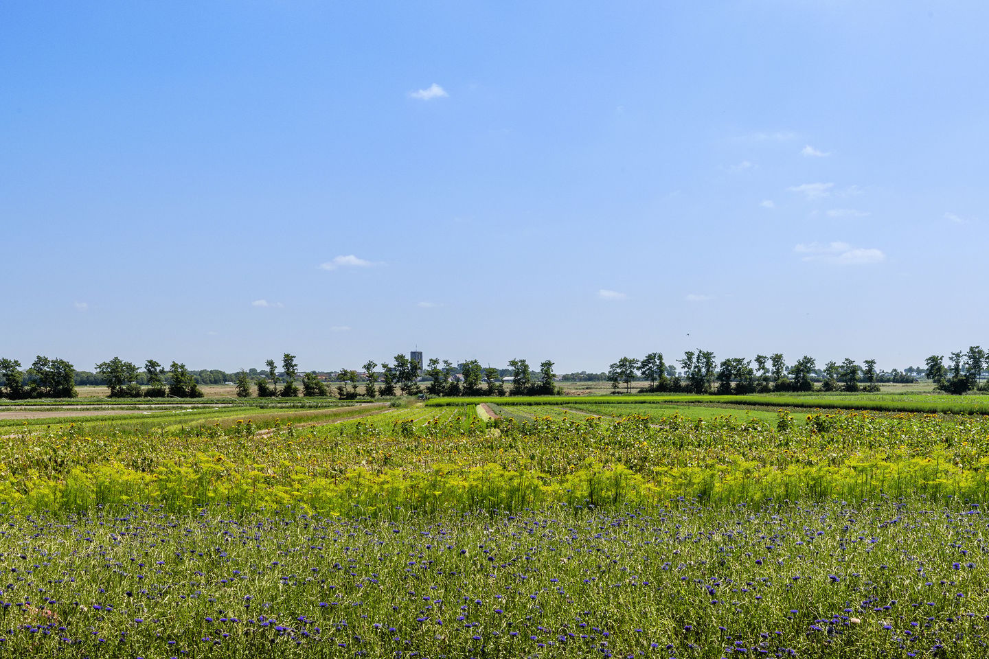 Photo 89 of Oostdijkseweg 43