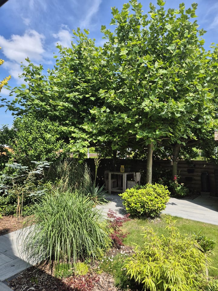 Foto 37 van Biesland 4