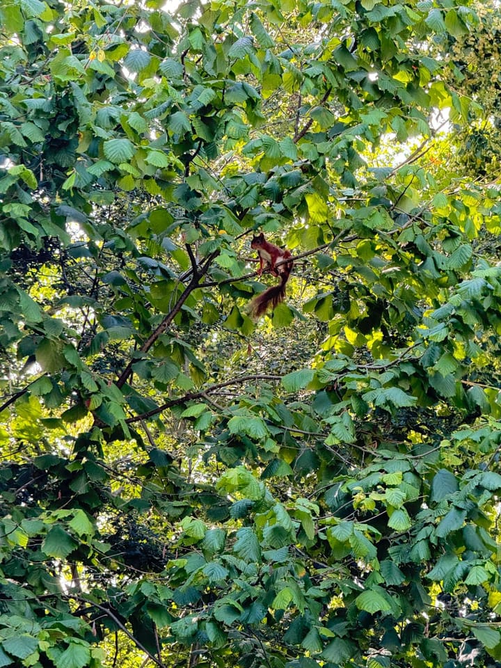 Photo 39 of Krooneend 15