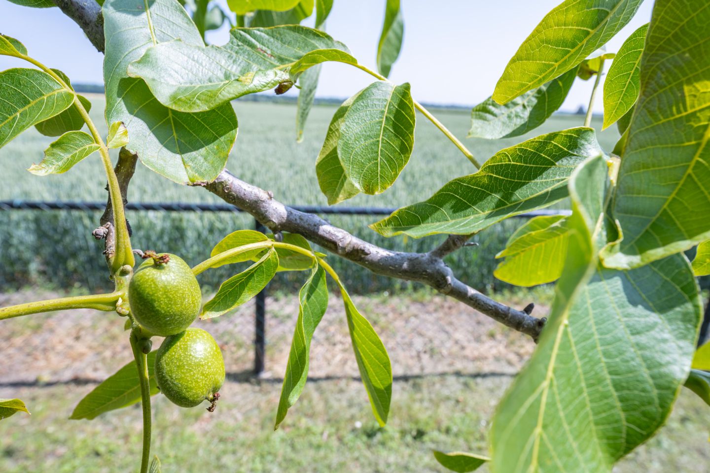 Foto 40 van Langesteeg 10