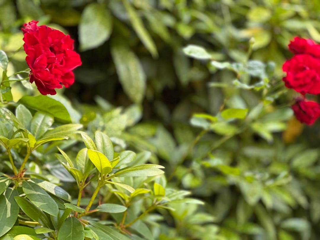 Foto 67 van Eemskanaal NZ 9