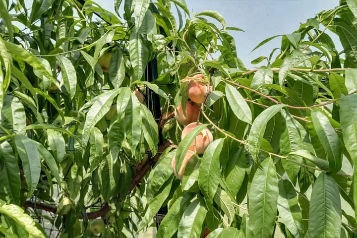 Foto 49 van Bangert 58