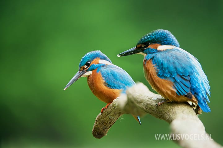 Foto 7 van Moerven 108