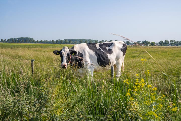 Foto 9 van Hogestraat 56