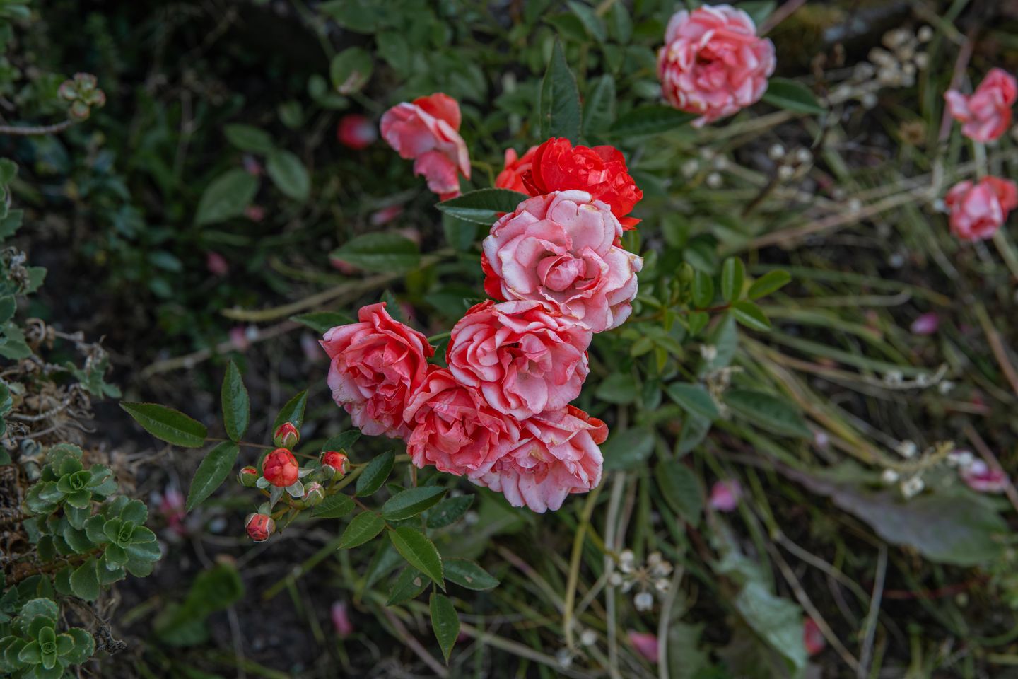 Foto 29 van Hogestraat 56