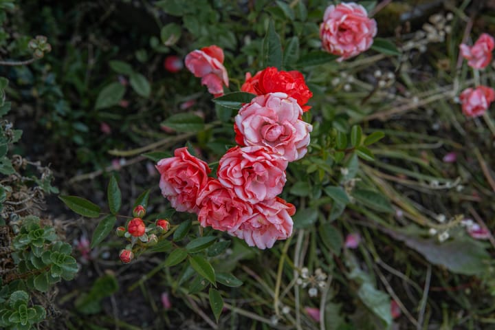 Foto 29 van Hogestraat 56