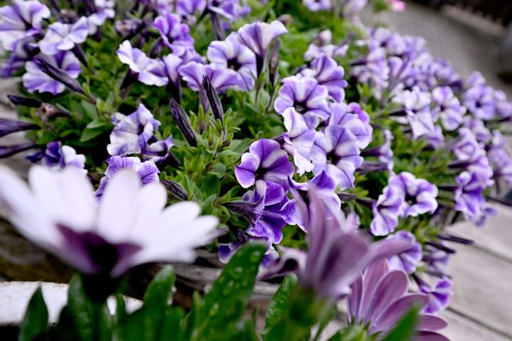 Foto 36 van Paulus Potterstraat 8-H