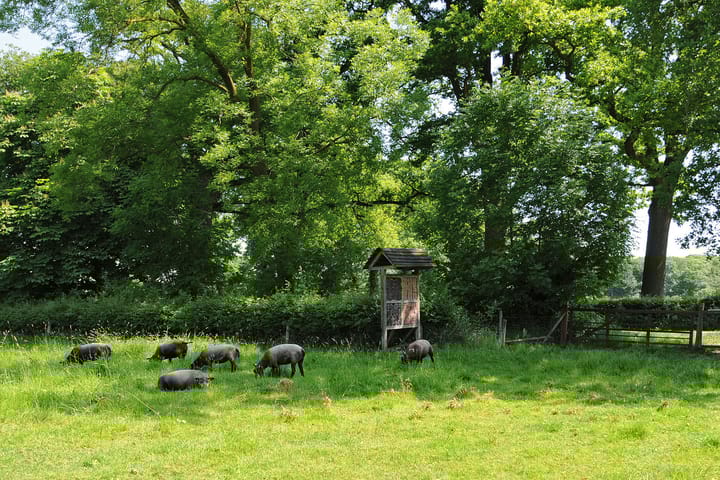 Foto 7 van Op den Berg 4