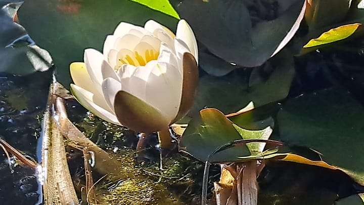 Foto 57 van Rienderstein 9