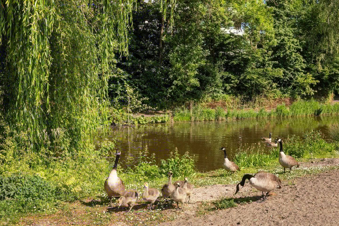 Foto 34 van Laan van Spieringshoek 45