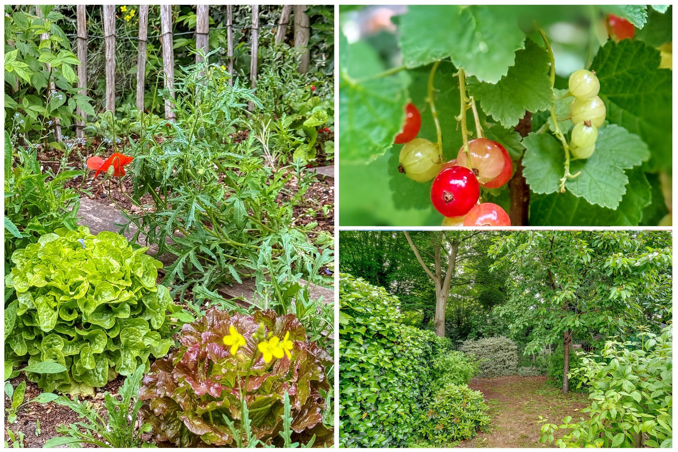 Foto 42 van Van der Zaenlaan 8