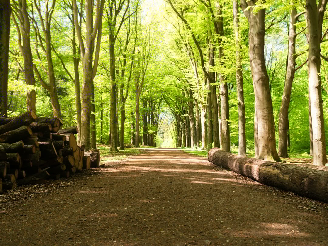 Foto 11 van DE NEGENTIEN VAN ELST