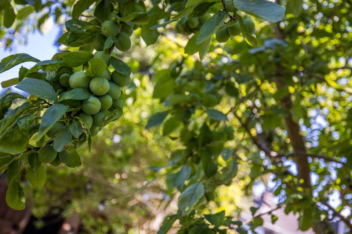 Foto 44 van Tuinbouwstraat 23
