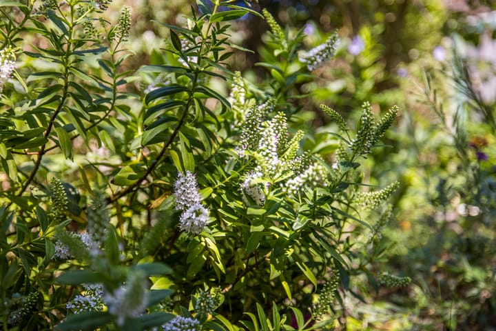 Foto 45 van Tuinbouwstraat 23