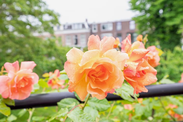 Photo 20 of Maerten van Heemskerckstraat 9-RD