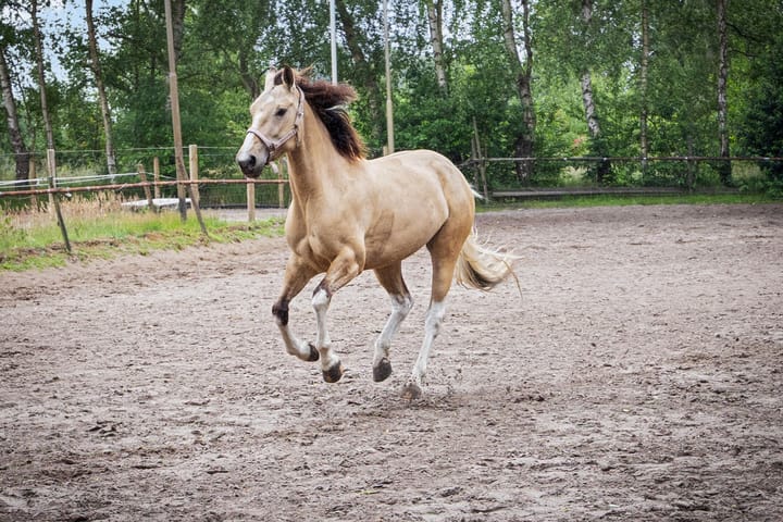 Foto 59 van Bellendreef 4