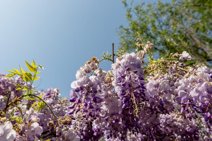 Foto 42 van Ratelaar 1