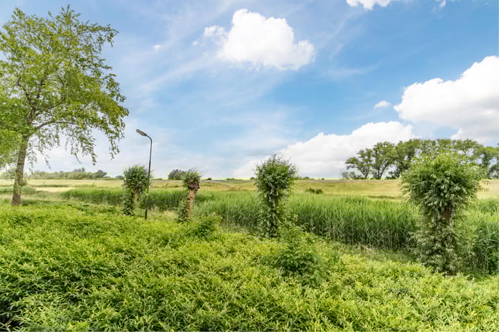 Foto 50 van Maïsveld 20