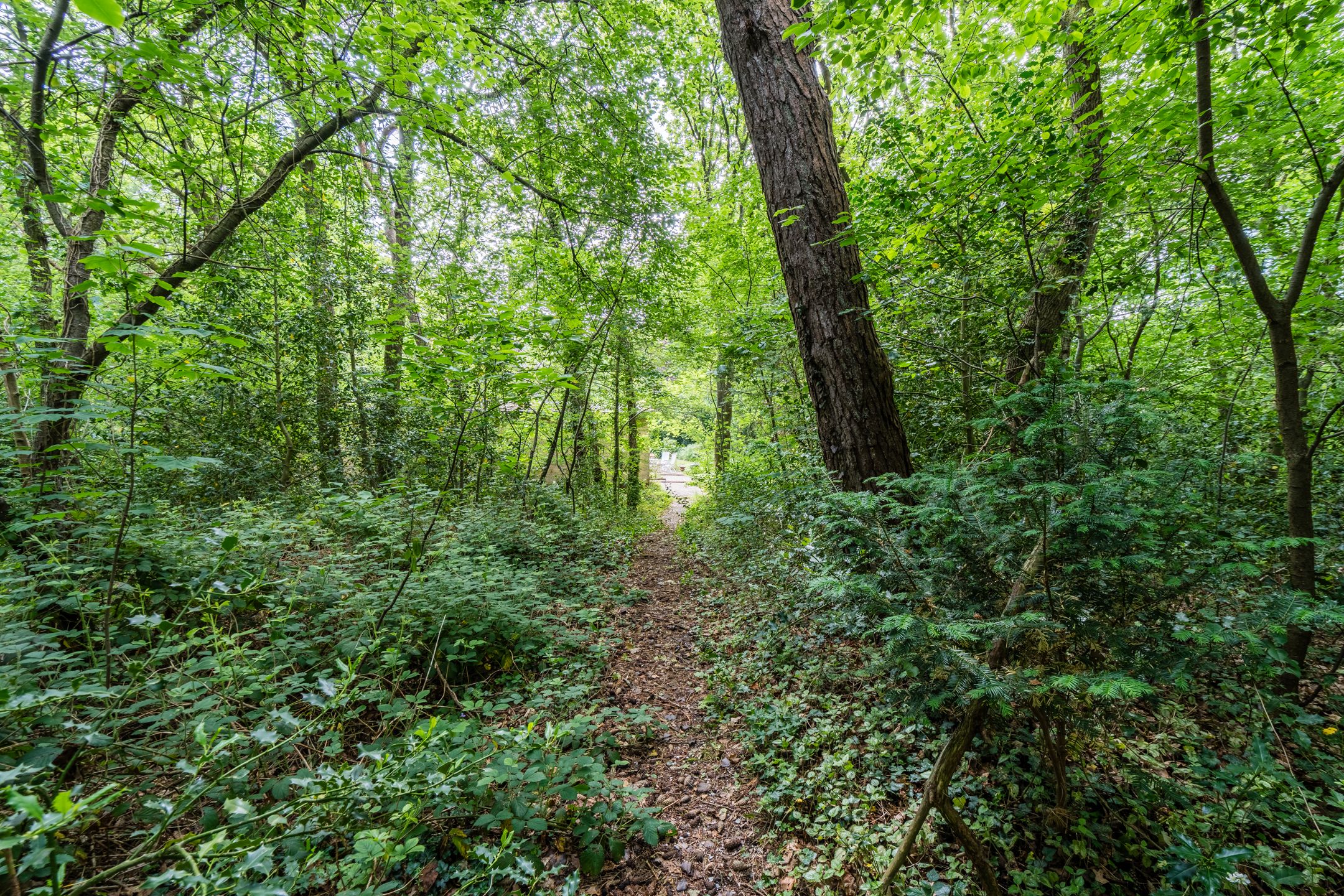 Foto 57 van Eeuwigelaan 54