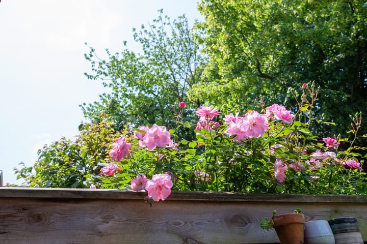 Foto 31 van Steenbokstraat 41