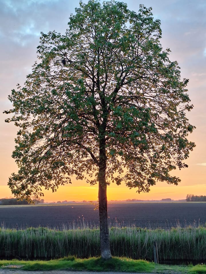 Foto 40 van Tuinbouwstraat 9-A