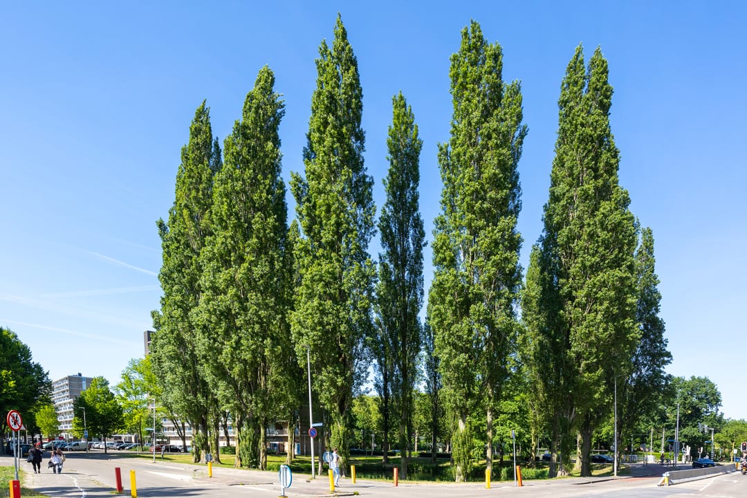 Photo 31 of Aziëlaan 318