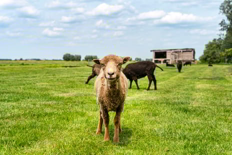 Opperduit 146 tertiary image