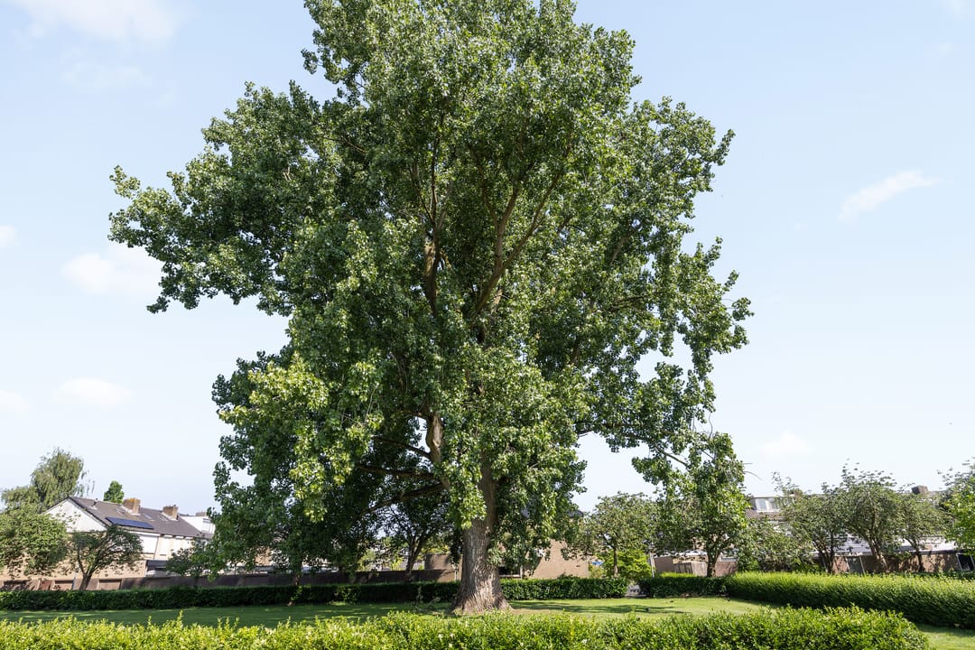 Foto 32 van Mr. Roëllstraat 14