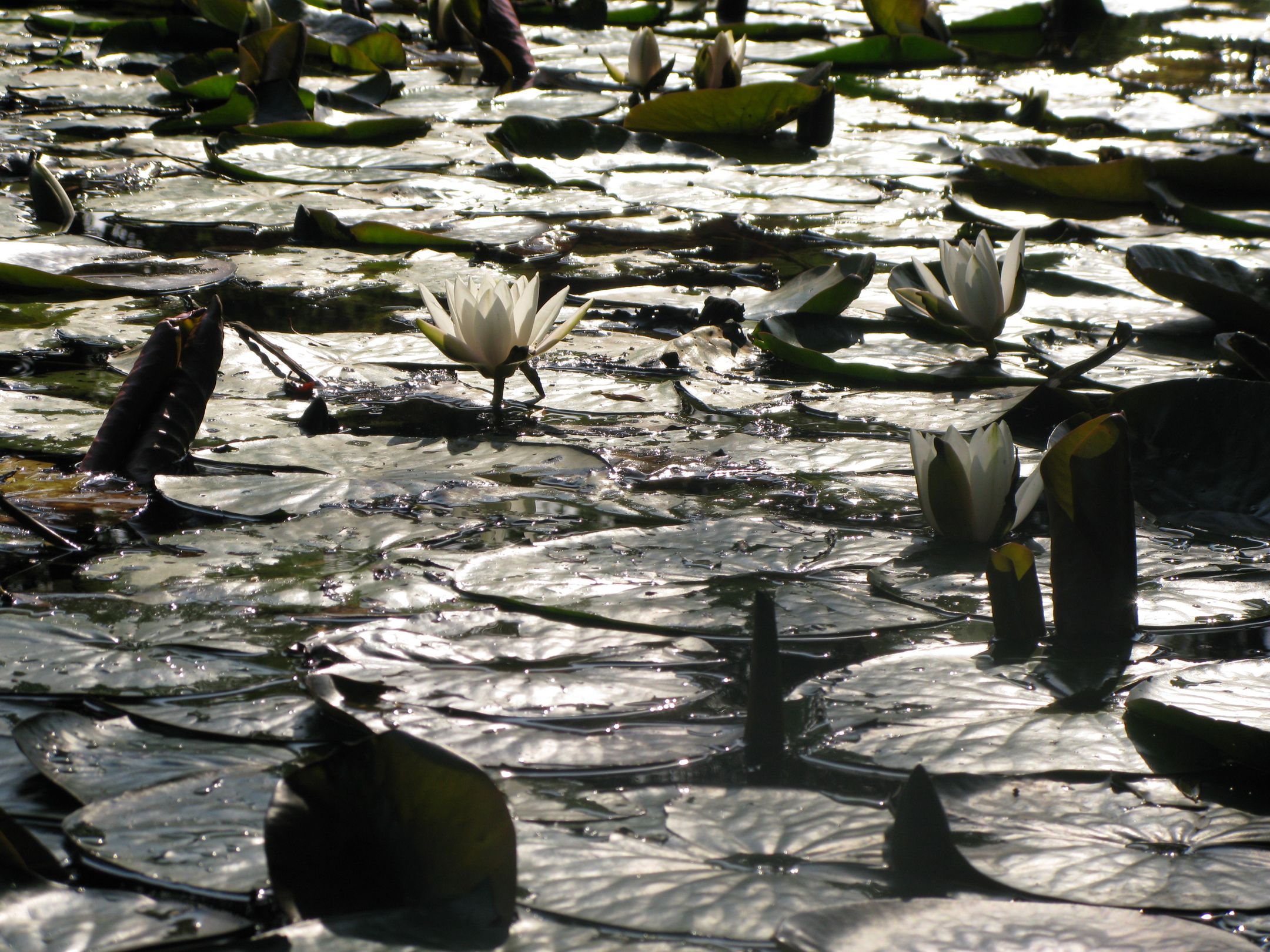 Foto 33 van Avenhornstraat 51