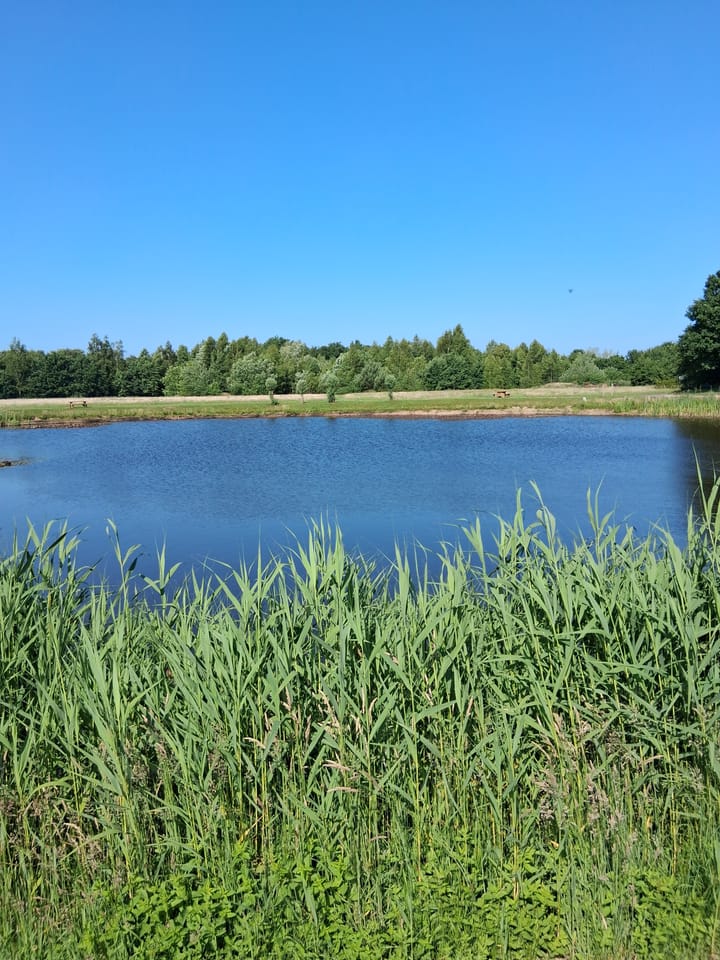 Foto 5 van Elfde Wijk 42