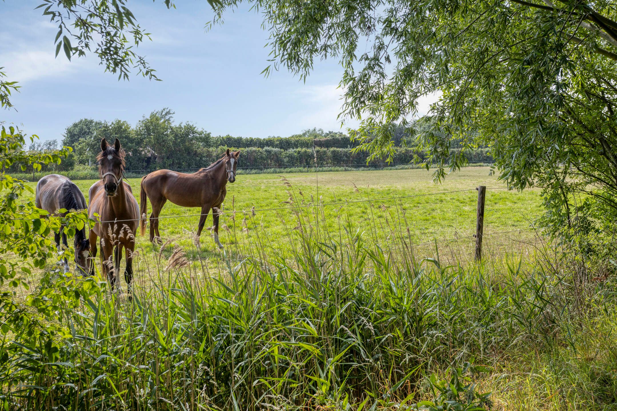 Photo 63 of Frisostraat 13