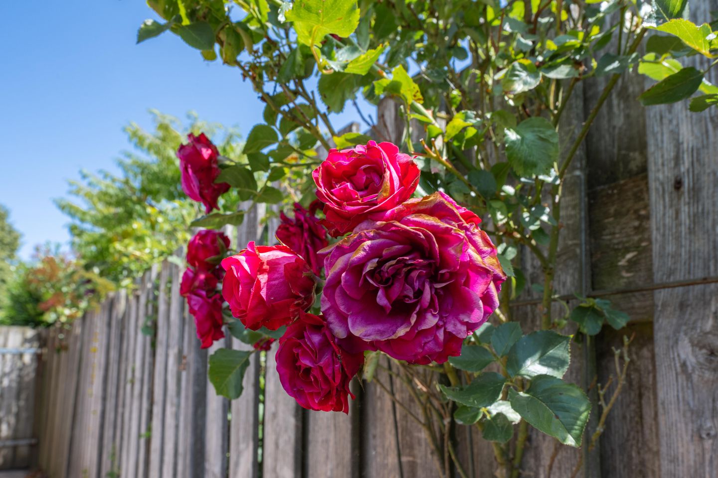 Photo 50 of Galderie 16