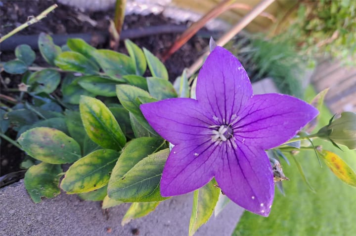 Foto 30 van Pachtershof 3