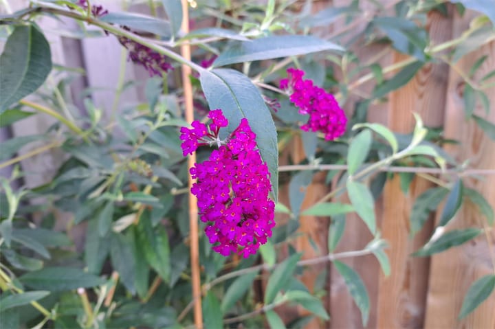 Foto 31 van Pachtershof 3