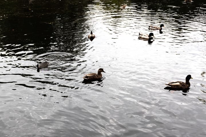 Foto 48 van Castorweg 160-14