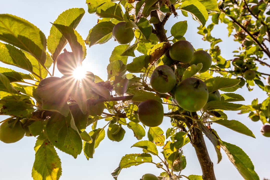 Foto 31 van Spinozalaan 78