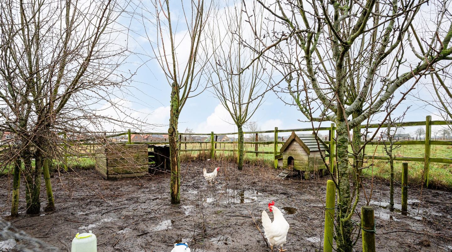 Foto 25 van Scheidingstraat 15